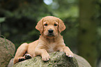 Golden Retriever Welpe