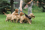 spielende Golden Retriever Welpen