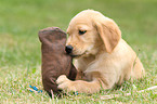 Golden Retriever Welpe