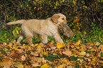 Golden Retriever Welpe