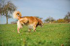 markierender Golden Retriever