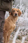 sitzender Golden Retriever