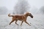 apportierender Golden Retriever