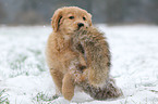 Golden Retriever Welpe