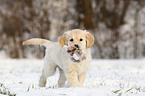 Golden Retriever Welpe