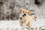 Golden Retriever Welpe