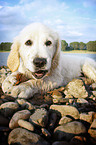 Golden Retriever Welpe