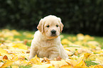 Golden Retriever Welpe