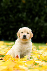 Golden Retriever Welpe