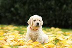 Golden Retriever Welpe