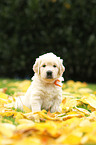 Golden Retriever Welpe