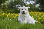 Golden Retriever Welpe