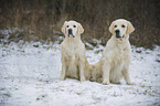 2 Golden Retriever