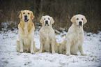 3 Golden Retriever