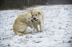 spielende Golden Retriever