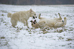 spielende Golden Retriever