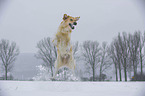 springender Golden Retriever