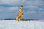 spielender Golden Retriever