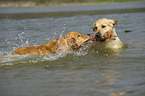 spielende Golden Retriever