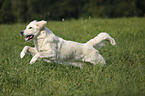 rennender Golden Retriever