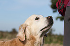 Golden Retriever Portrait