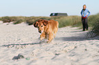 rennender Golden Retriever