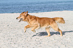 rennender Golden Retriever