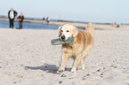apportierender Golden Retriever