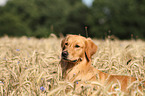 Golden Retriever Portrait