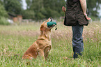 apportierender Golden Retriever