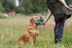 apportierender Golden Retriever