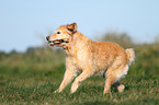 spielender Golden Retriever