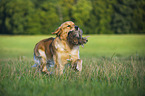 apportierender Golden Retriever