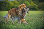 apportierender Golden Retriever