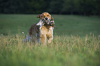 apportierender Golden Retriever