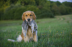 apportierender Golden Retriever