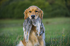 apportierender Golden Retriever