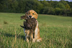 apportierender Golden Retriever