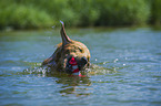 apportierender Golden Retriever