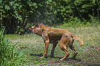 Golden Retriever schttelt sich