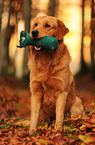 apportierender Golden Retriever