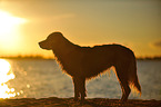 stehender Golden Retriever