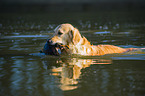 apportierender Golden Retriever