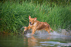 rennender Golden Retriever