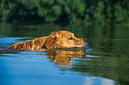 schwimmender Golden Retriever