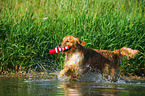 spielender Golden Retriever