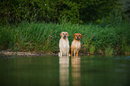 2 Golden Retriever