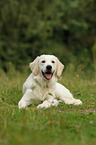 liegender Golden Retriever