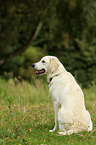 sitzender Golden Retriever