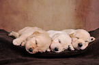 3 Golden Retriever Welpen